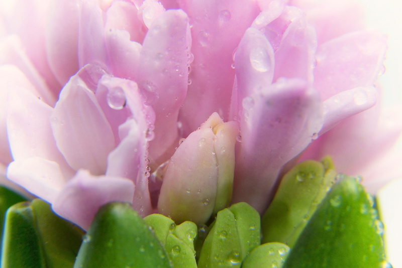 pink color, springtime, child, flower, relaxation, backgrounds, inflorescence, miasms doctrine, wellness, menopause, meditation, recovery, beauty in nature