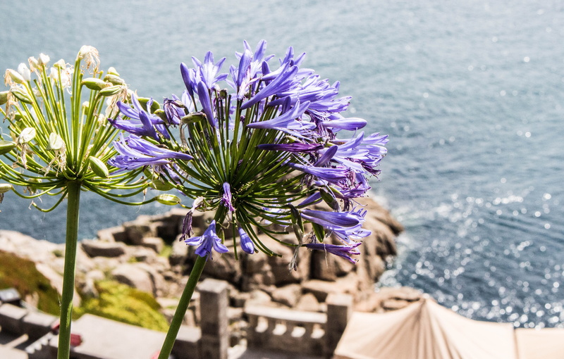 flowers, flower arrangement, flowering plant, the minack theatre, freshness, united kingdom, close-up, sun, waves, no people, outdoors, growth, porthcurno