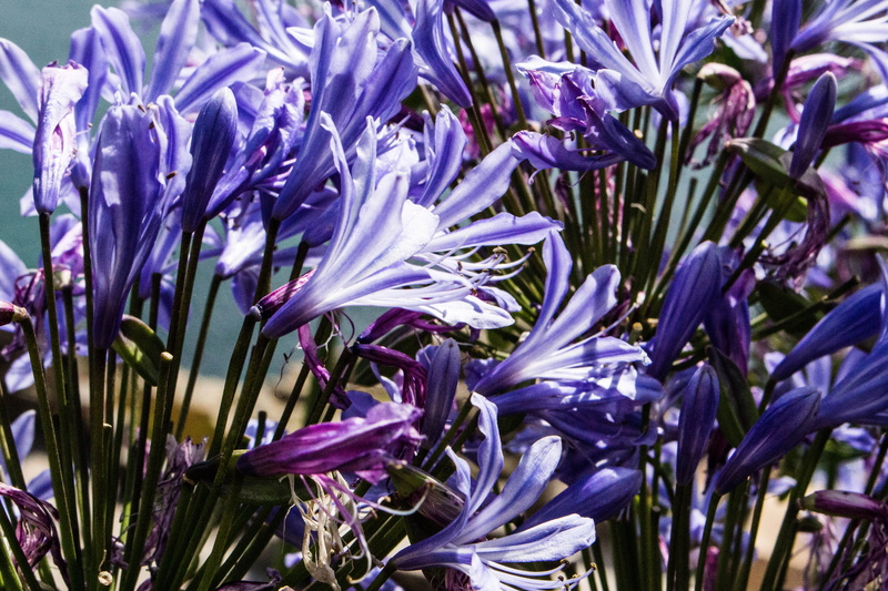 lavender, growth, sunlight, 5K, flower head, springtime, minack theatre, close-up, no people, outdoors, inflorescence, day, sea, flowering plant, flower