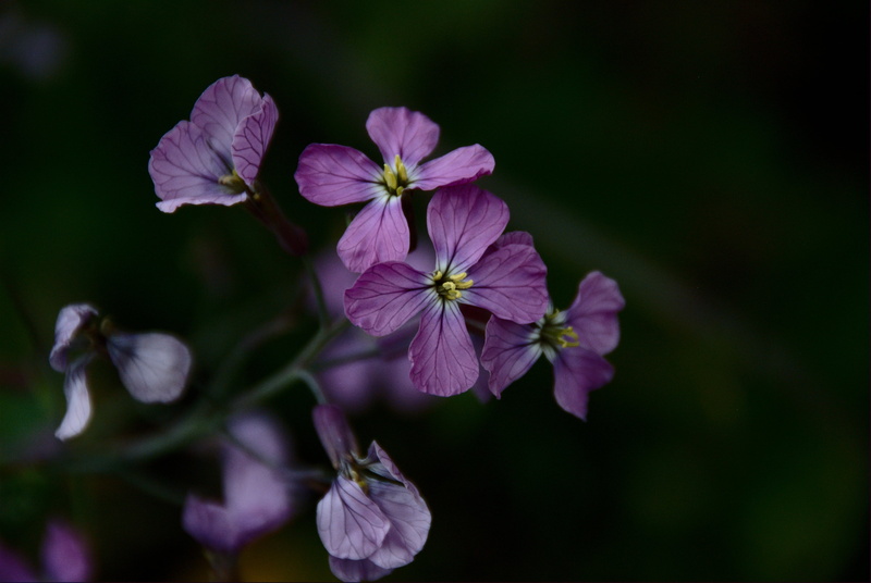 plant, purple  violet, Colombia, flores, photo, Small, VR, springtime, petal, AF, UFraw, Love Nature, DX, violeta, bokeh, flower, close, purple, petaled