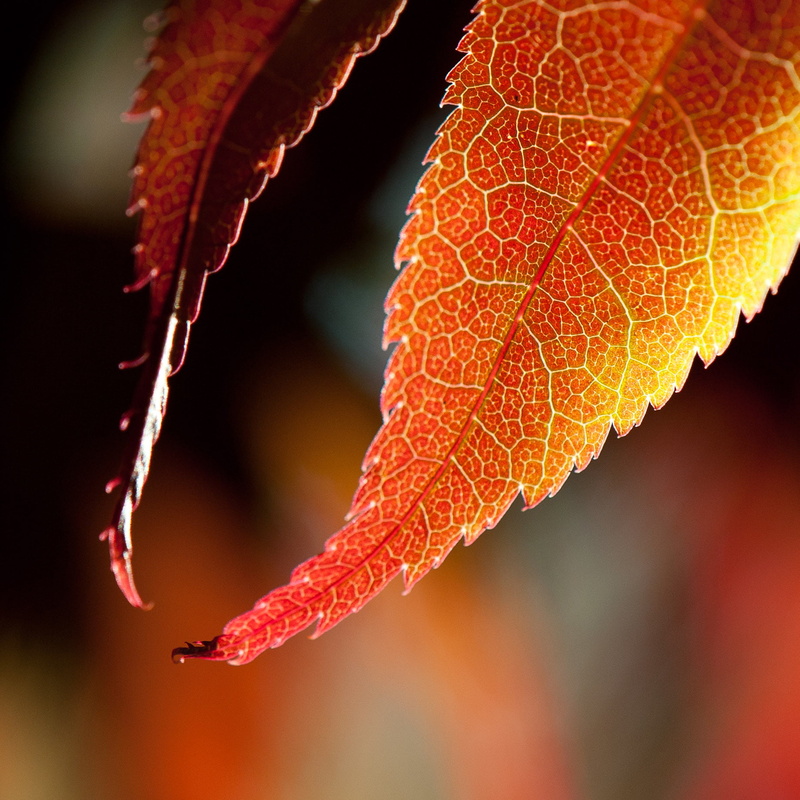 green leaf, backgrounds, rockhill, nature, 720P, closeup, plant, green, Colour, red, f/3, close-up, injection, macro, leaf, 3.5G, Micro, Autumn, closeup photography