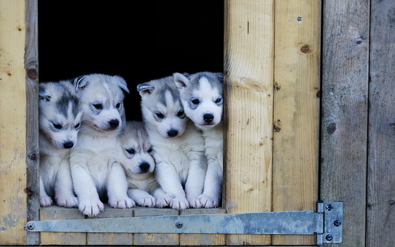dogs, puppies, puppy, dog, 2K, DX, baby