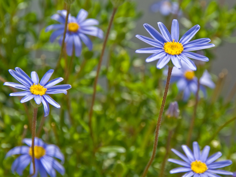 VR, purple, spain, flower, flowers, close up photography, nature, plant, close-up, springtime, patio, daisy, summer, green Color, close, 2K, photography