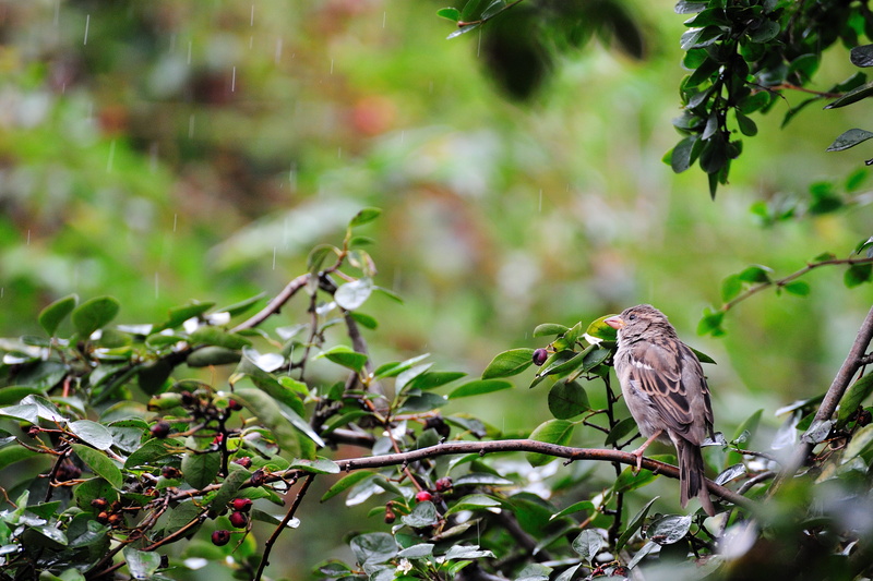 6G, day, spacer, animal, wróbel, nature, żoliborz, rain, potocka, brown, nikkor, warsaw, nikon  d700, wsf, warszawa, kępa, 4K, time, branch, sparrow, black