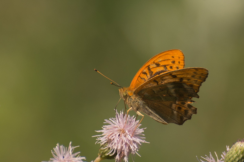 Butterfly, flower, 6G, summer, Nikon  D800, pink, Nature, ED, 1080P, beauty In Nature, animal, IF, NIKKOR, Nikon D800, close-up, VR, animal Wing, dragonfly