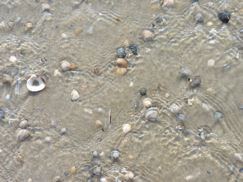 sea, transparent, shallow, animal, high angle view, pebble, backgrounds, low tide, beauty in nature, group of animals, marine, no people, nature, water