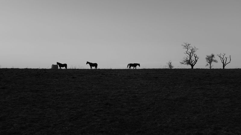 field, treens, cattle, 5K, split, sky, group of animals, mountains, habitat, animal themes, plant, animal wildlife, black and white, pets, animals, silhouette