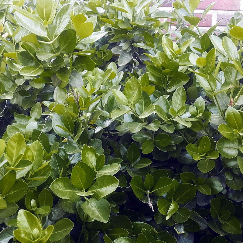 close-up, beauty in nature, growth, plant part, plantation, food and drink, leaves, high angle view, healthy eating, plant, 1080P, tree, green color, backgrounds