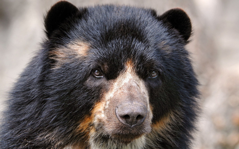 animals In The Wild, animal wildlife, portrait, black Color, animal body part, fur, nose, bear, animal, close-up, focus on foreground, animal eye, eyes