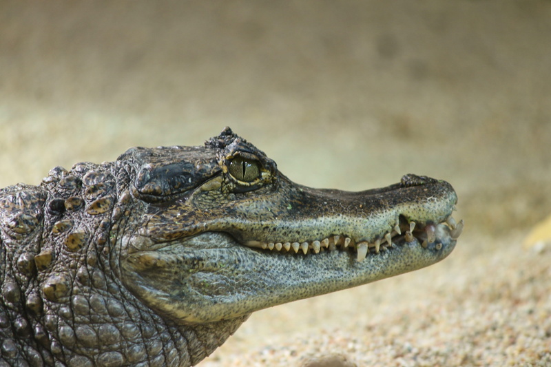 animal wildlife, tooth, animal head, animal eye, caiman crocodilus, profile view, 4K, no people, focus on foreground, vertebrate, crocodile, crocodile cayman islands