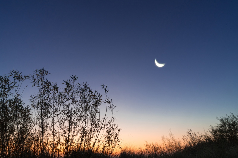 silent, sky, mystical, tree, crescent moon, romantic, night, plant, planetary moon, beauty in nature, crescent, nature, non-urban scene, moon, dusk, half moon