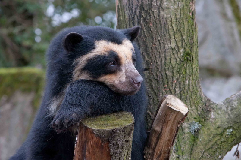 brown, looking, vertebrate, bear, tree trunk, close-up, plant, animal themes, one animal, animals in the wild, mammal, 2K, animal head, animal, outdoors