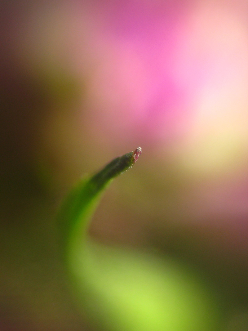 plant, stunning, wow, good, explore, gy, fantastic, dof, nature, most  excellent, book, closeup, freshness, super, winner, favorite, untitled, bokeh, best