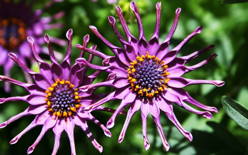 flower, 2K, rare, nature, purple, beautiful, flowers, hd, field