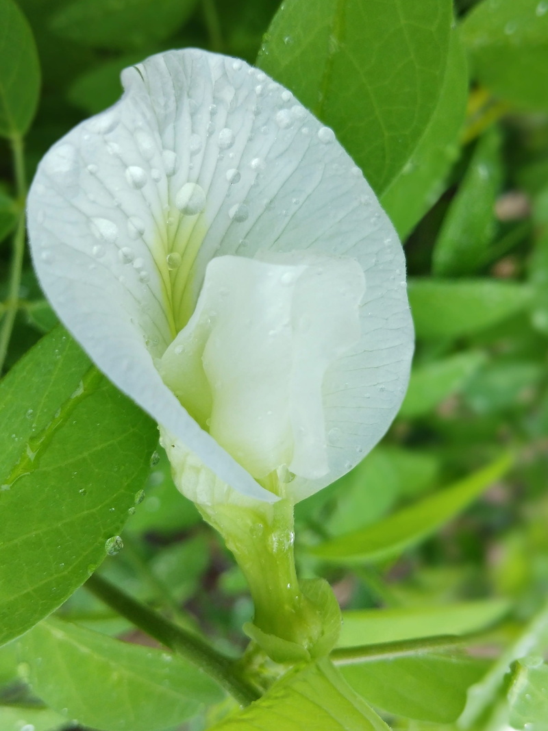 leaf, rare, healthy flower, dew, natural flower, rain, plant part, white flower, nature beauty, flowering plant, inflorescence, fragility, growth, drop