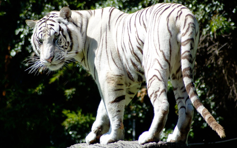 white, rare, 1080P, tiger