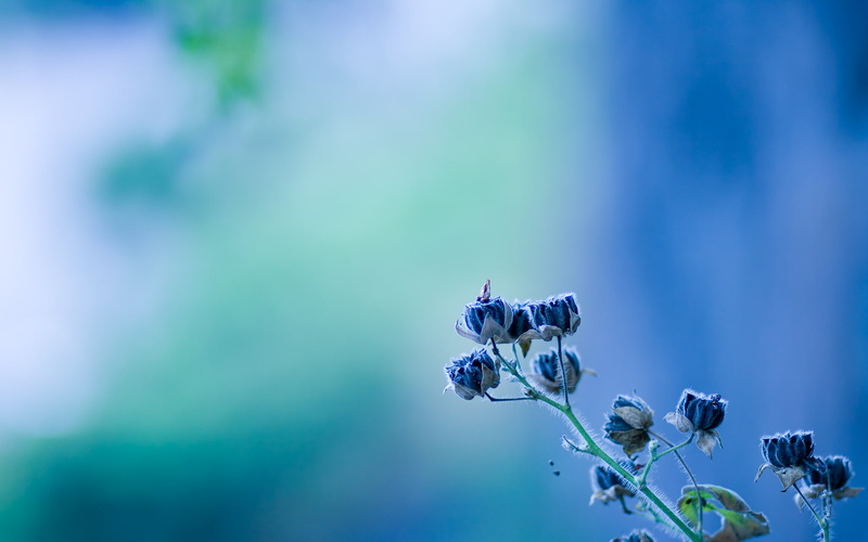 1080P, flowers, rare