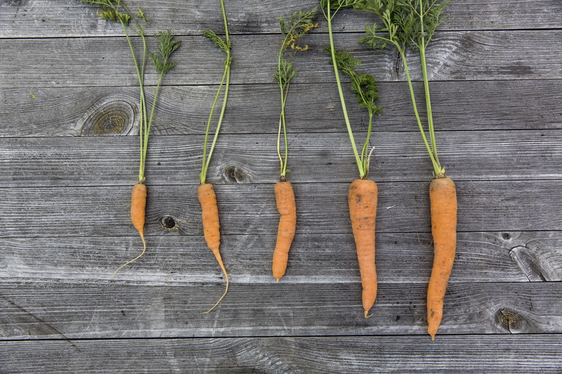 frisch, vegetarian food, five, herb, carrot, thanksgiving, still life, surface, garden table, harvest, side by side, nature, urban, vegetables, freshness