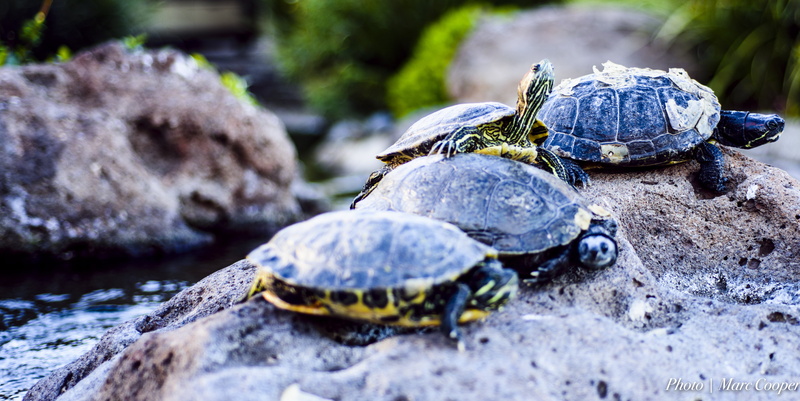 animal Shell, turtle, 5K, reptiles, landscape, outdoors, animal, los  angeles, water, hdr, nature, calabasas, wildlife, pond, four, nikon  d810, yellow