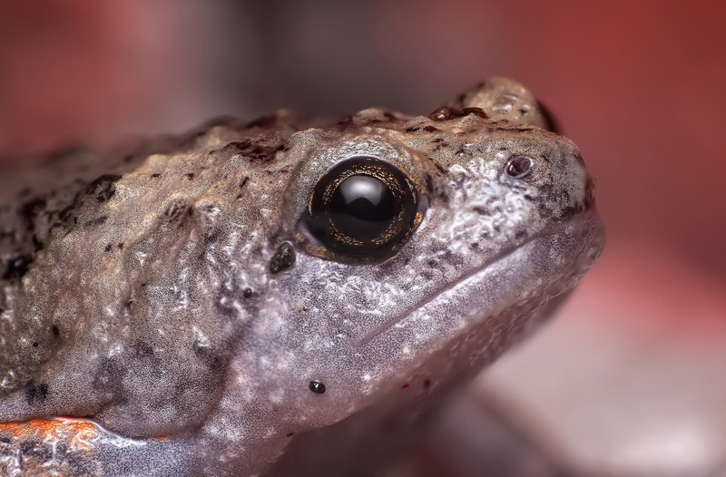 lizard, no people, animal head, body part, nature, gecko, focus on foreground, frogeye, animal wildlife, Frog, Reptiles and Frogs, animal eye, 2K, herpetofauna