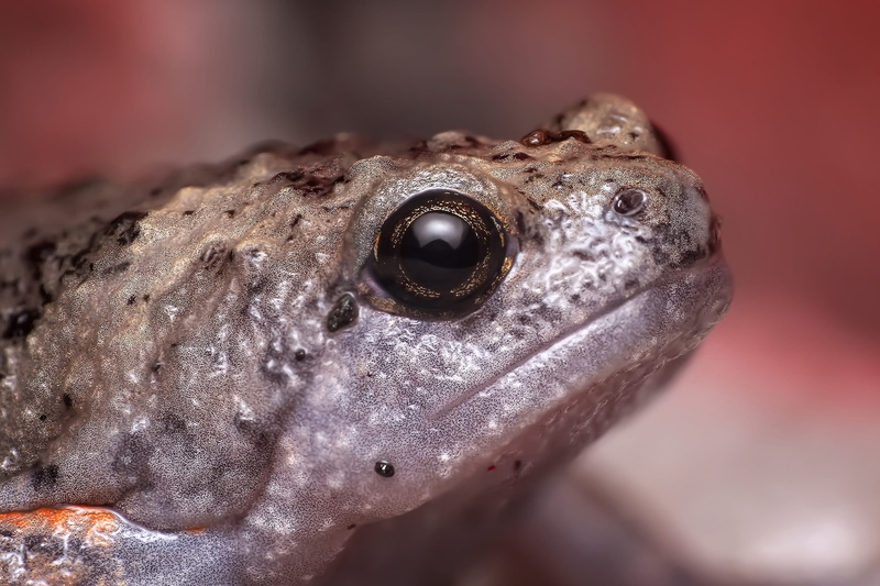 one animal, eye, focus, lizard, 2K, selective, animal themes, animal, extreme close-up, frog, selective focus, gecko, focus on foreground, reptile, vertebrate