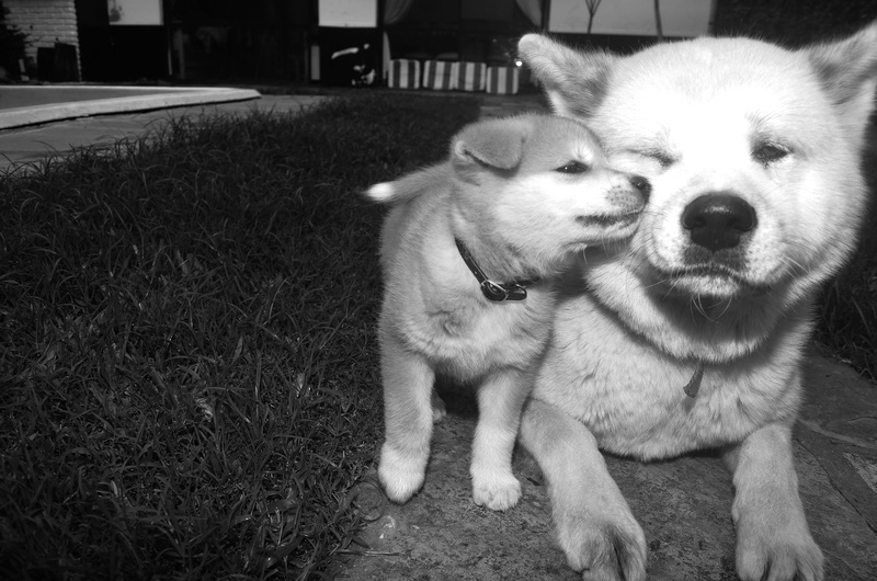 4K, love, dog, Akita Inu, young animal, race, one animal, animal themes, in black and white, vertebrate, pets, grass, domestic, Dogs, sensitivity, Family