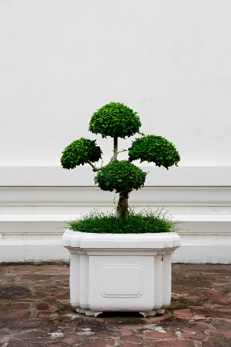 small, flower Pot, 4K, white, white color, bäumchen, sensitive, beauty in nature, leaves, day, plant part, water, bonsai tree, no people, growth, wall - building feature