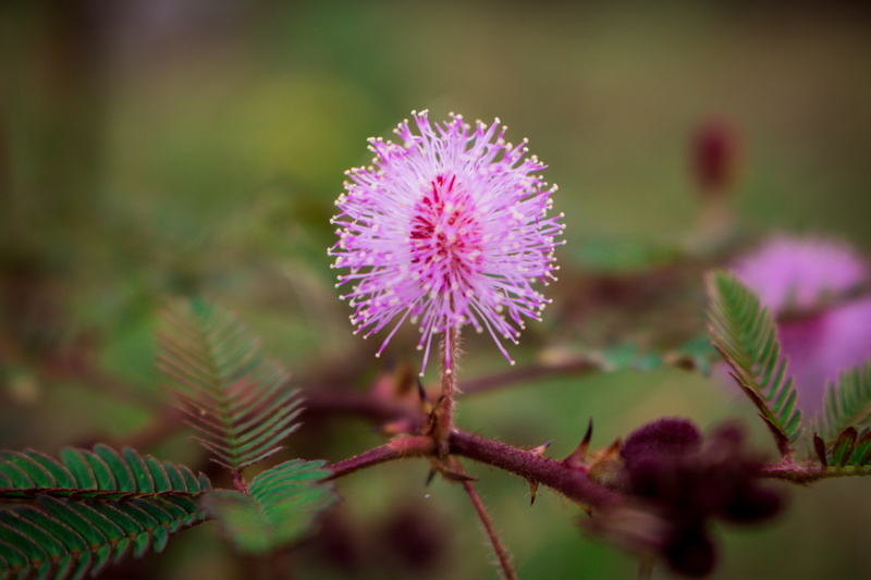 green, beauty in nature, sensitive, 5K, pink color, purple, thistle, outdoors, blossom, touch, outdoor, macro, plant, growth, leaf, natural, flowering plant
