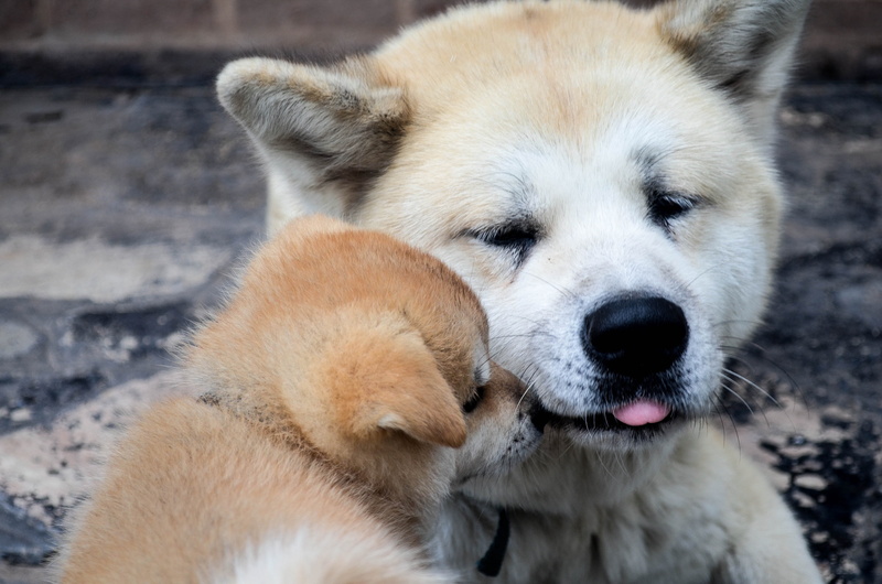 day, sensitivity, puppies, in black and white, family, snow, one animal, animals, mammal, race, father and son, dog, animal themes, domestic, mouth open