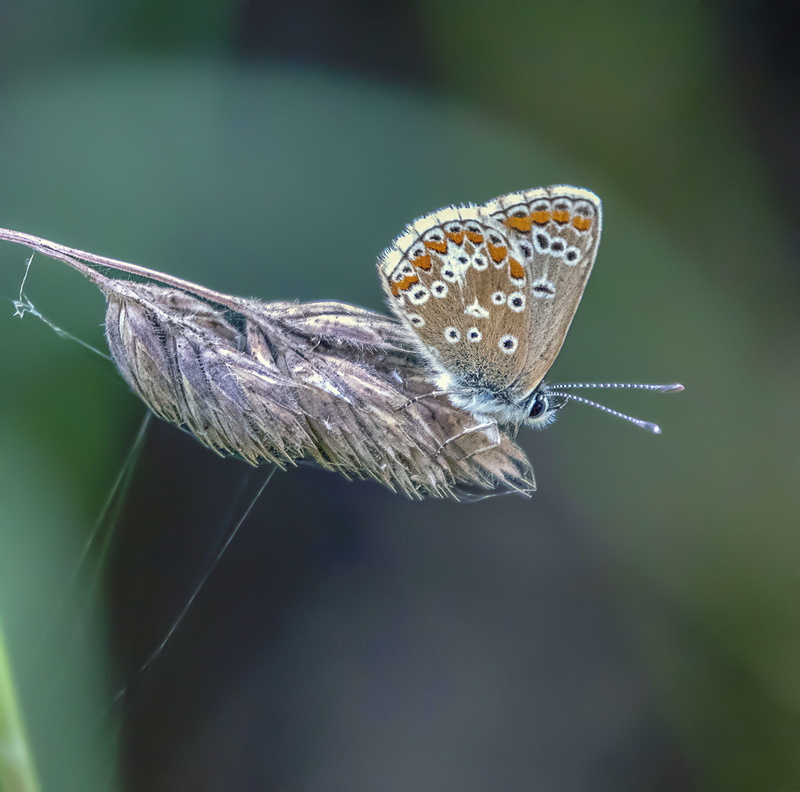seed-head, close-up, outdoors, grass, invertebrate, antenna, plant, beauty in nature, insect, animal, butterfly, no people, wing, tender, focus on foreground