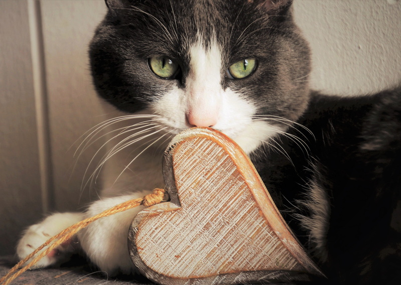 for you, links, wood, dear, animal body part, in love, domestic cat, the gratitude, animal eye, yellow eyes, valentine, pets, indoors, wooden heart, domestic animals