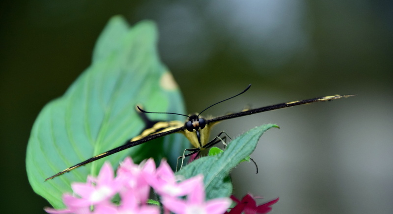 plant, selective focus, invertebrate, one animal, wing, flowering plant, animal themes, insect, flying position, close, animal wildlife, tender, frontal