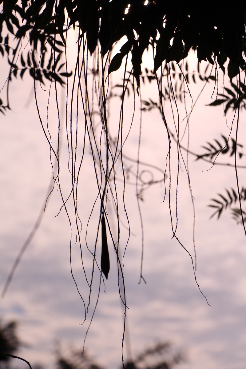 close-up, no people, plant, sky, silhouette, seed, sunset, cloud - sky, selective focus, twig, water, leaves, 2K, eventide, plants, dead plant, sensitivity
