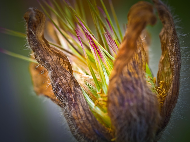animal themes, flower, plant part, agriculture, green color, pasque flower, vulnerability, freshness, rarely, close, day, sensitive, field, haller kitchen schelle