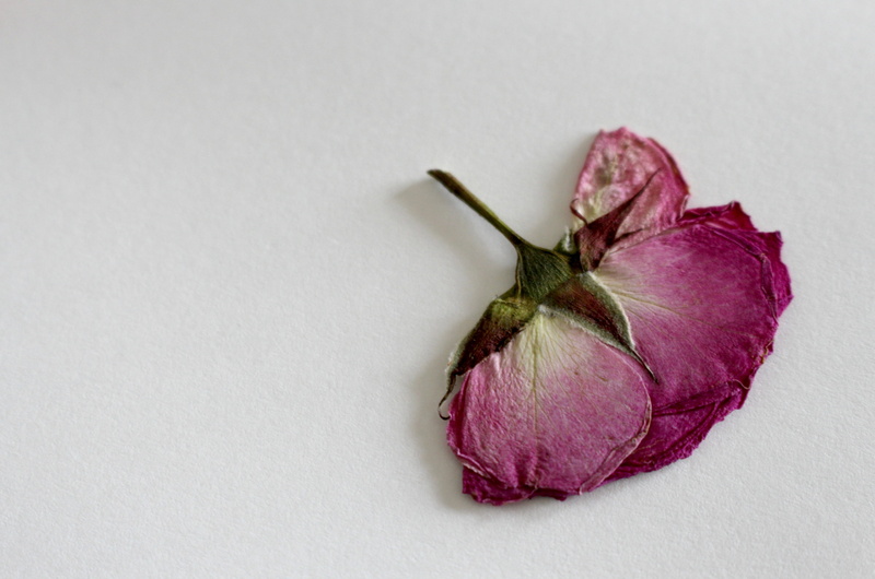 garden, plant, rose bud, still life, summer, 4K, nature, Bloom, flowering plant, food and drink, beautiful, flora, flower garden, pink rose, smell, petals