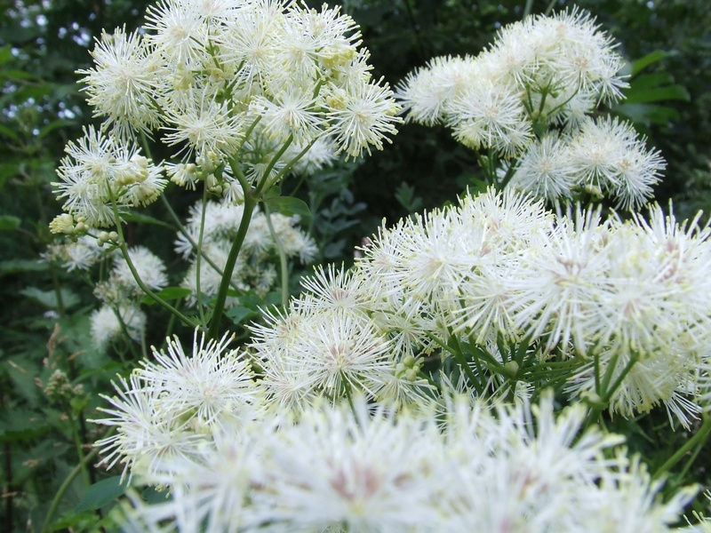 2K, vulnerability, no people, day, flower, succulent plant, thorn, fragility, spiky, plant, white color, white, growth, green color, flower head, freshness