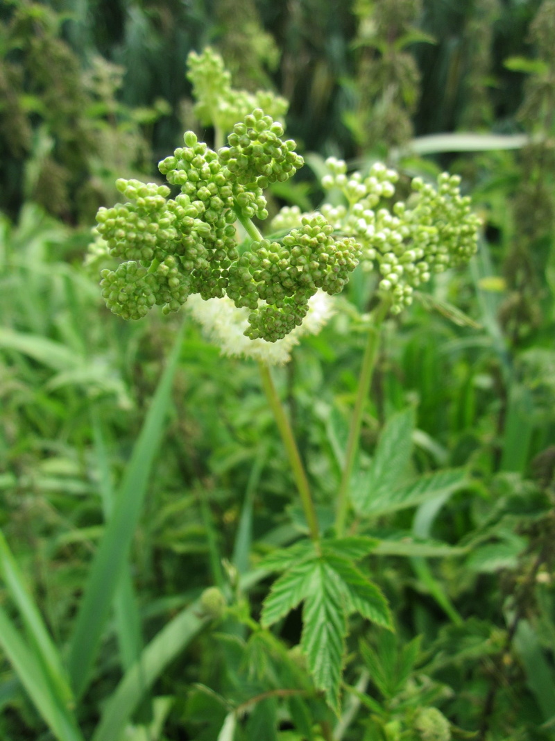 bridewort, meadow queen, close-up, lady of the meadow, meadowsweet, meadow-wort, outdoors, no people, plant part, dollof, queen of the meadow, mead wort