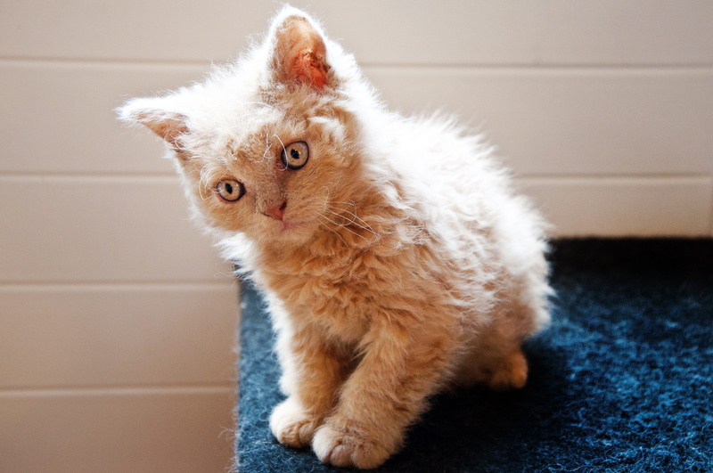 mieze, vertebrate, kitten, pet, contemplation, indoors, sitting, cute, portrait, persian cat, sheep cat, baby cat, domestic animals, domestic cat, mammal