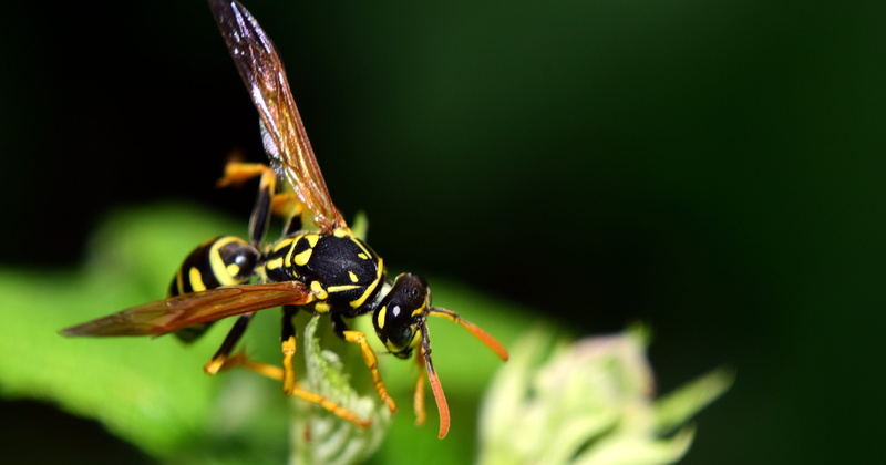 peaceful wasps, true wasp, plant, german wasp, protected, invertebrate, no people, animal leg, plant part, focus on foreground, animal wildlife, animal themes