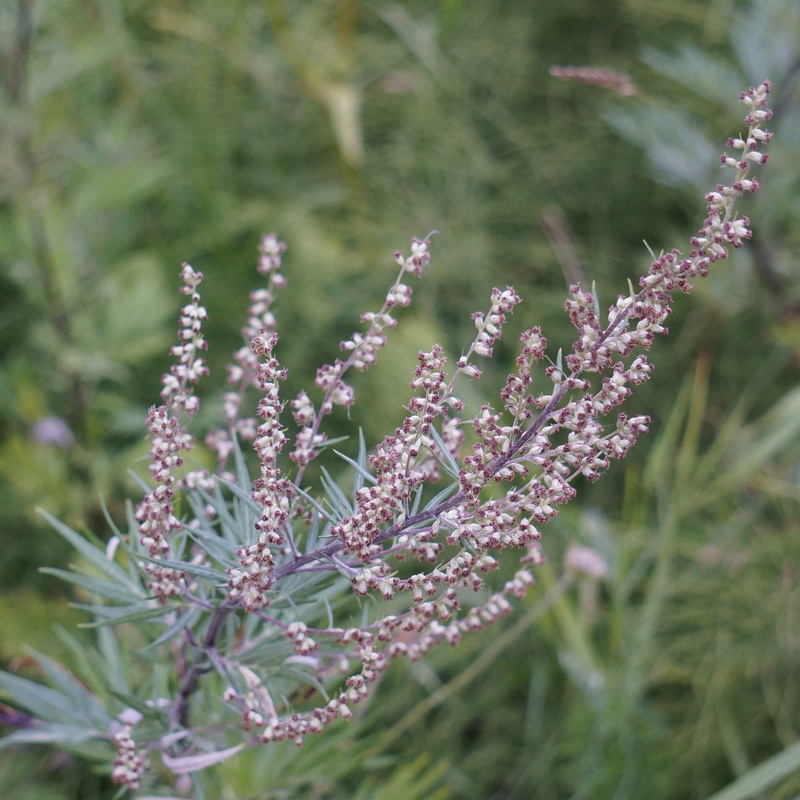 fragility, 1080P, paleweed, purple, blossoms, mugwort, field, tranquility, outdoors, lens, freshness, pollen allergy, photography, artemisia vulgaris