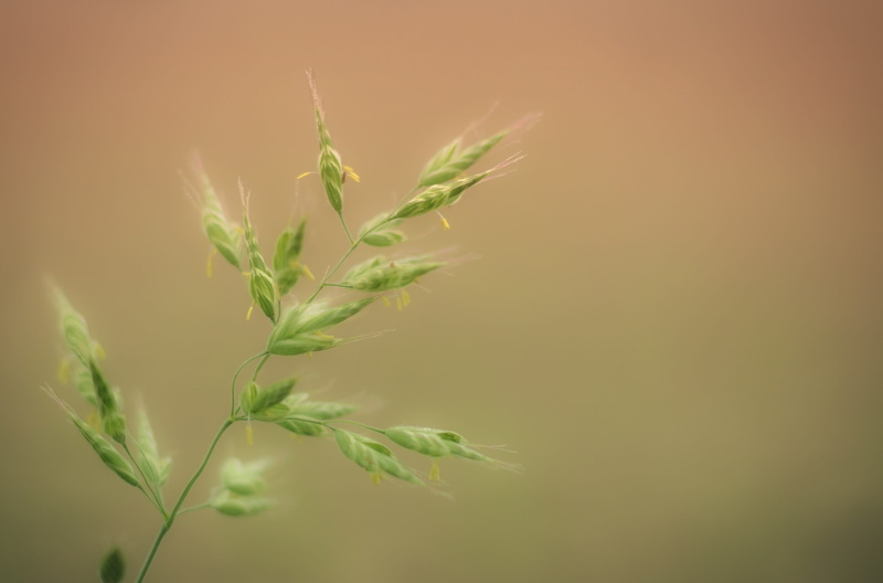 herb, copy space, mood, green color, blade of grass, hay fever, food and drink, green, agriculture, allergy, beauty in nature, close up, grass, 5K, plant part