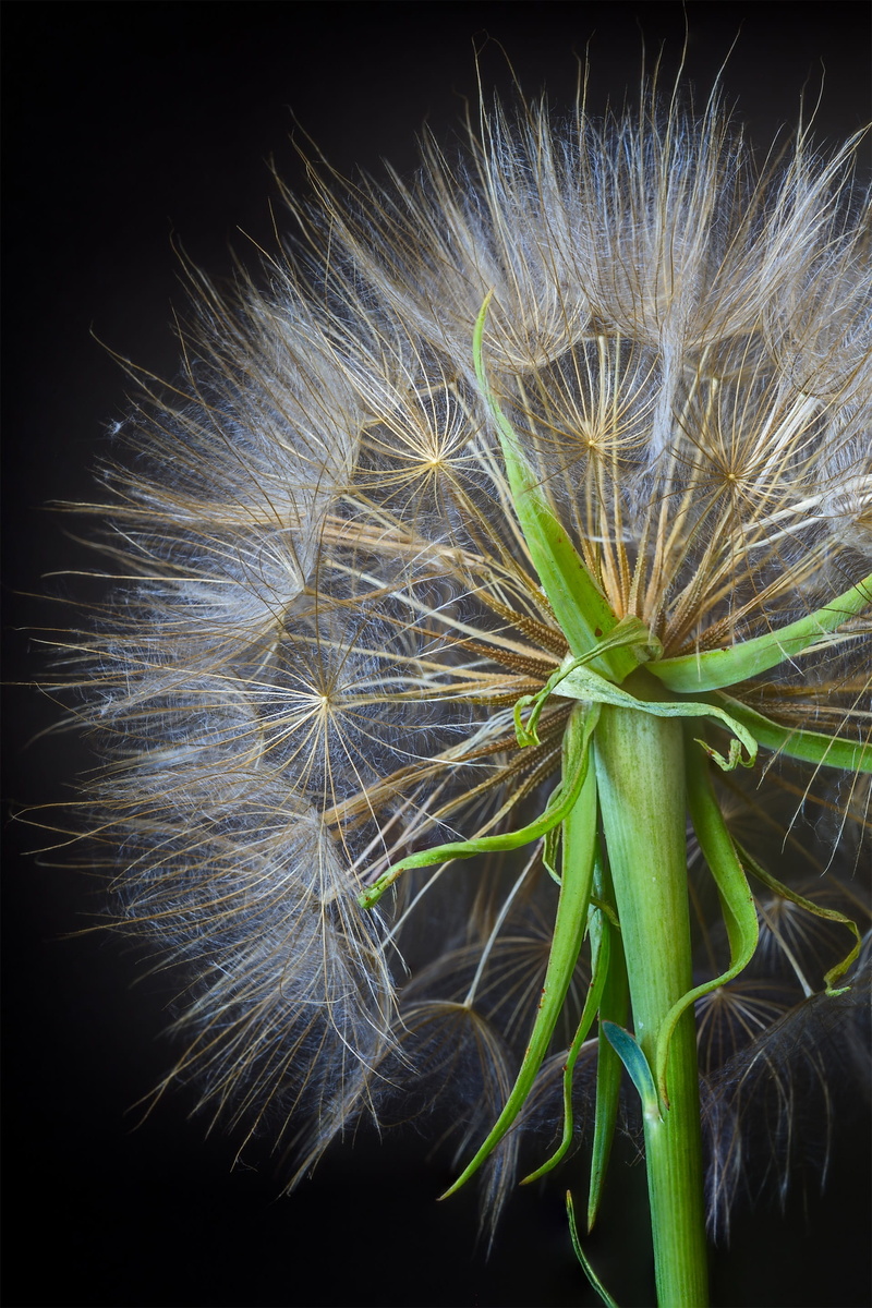 close-up, blow, fragility, pollination, nature, 2K, beauty in nature, inflorescence, life, flora, flowering plant, seed, allergy, dandelion seed, sepal