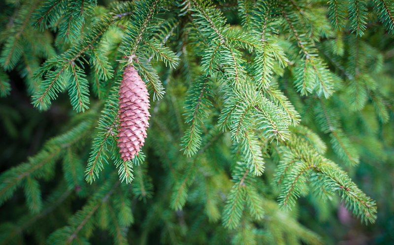 focus on foreground, close-up, 4K, birch, environment, allergy, nature, plant, landscape, plant part, willow catkins, green, evergreen tree, pinaceae
