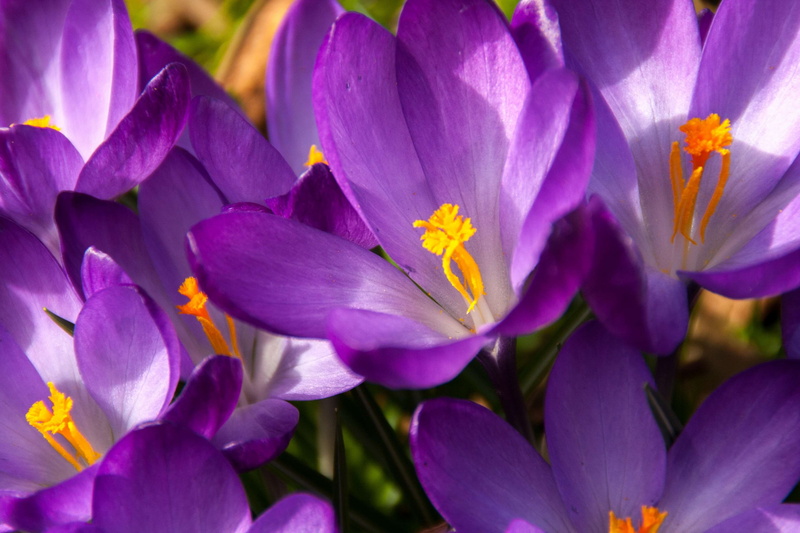 fragility, early bloomer, blossom, flower head, vulnerability, bloom, spring, freshness, stamp, growth, springtime, crocus, no people, easter, petal, spring flower