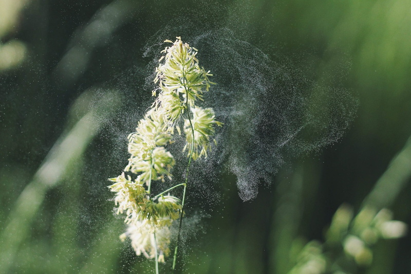one animal, plant, explode, powder, dust, green color, vulnerability, outdoors, invertebrate, beauty in nature, pollination, white, blossom, bloom, 1080P