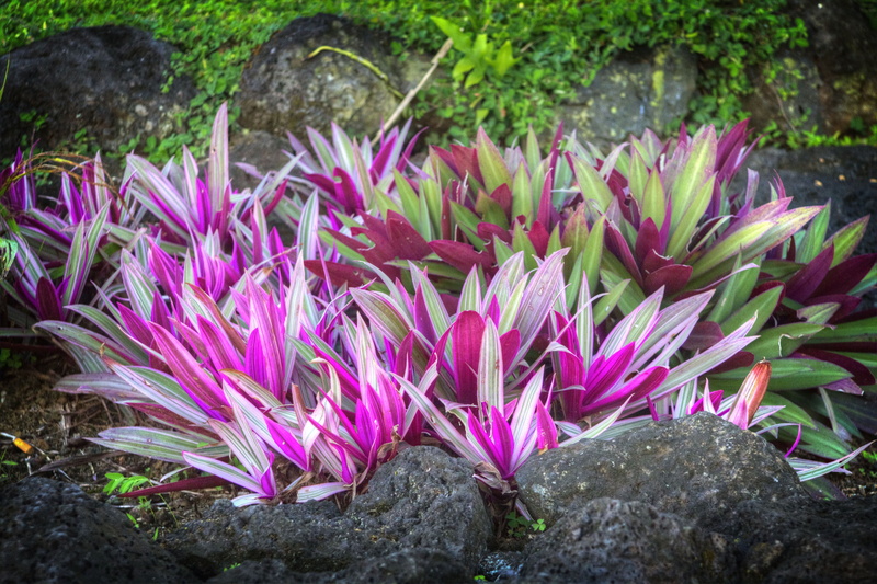 fragility, freshness, resort, life, day, species, meadow, foliage, vivid, flowering plant, stamen, samoa, allergies, focus on foreground, leaf, Flora, pink Color