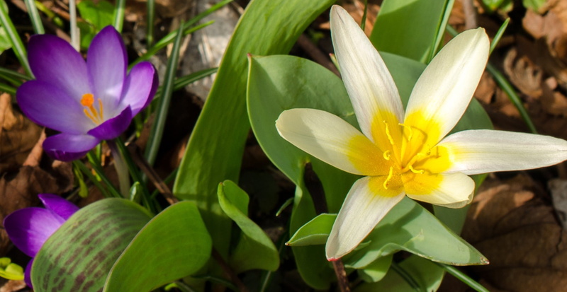 nature, yellow, close-up, vulnerability, flower head, plant, beauty in nature, plant part, flowering plant, flower, pollen, freshness, signs of spring