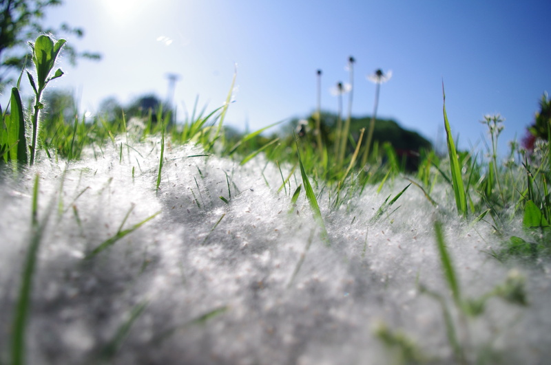 luck, photo, fluffy, seed, stem, environment, joy, delicate, 4K, allergy, fragile, snow, floral, dandelions, tranquil, foliage, growth, pollinate, selective focus