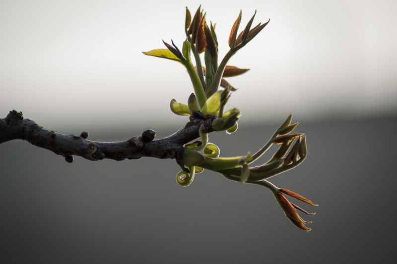 nature, leaf, cherry blossom buds, germination, seasonal, no people, new, branch, allergy, green, poplar, outdoors, season, bud, burgeon, grow, detail
