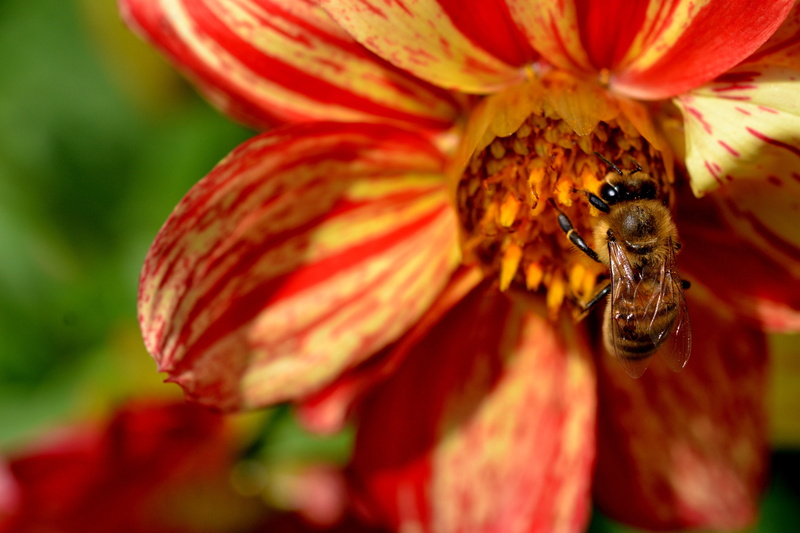 one animal, pollination, red, flower, nature, close-up, flowering plant, sunlight, growth, blossom, pollinate, busy, fragility, lunch, natural, industrious